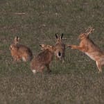 March Hares