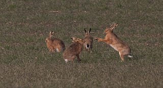 March Hares
